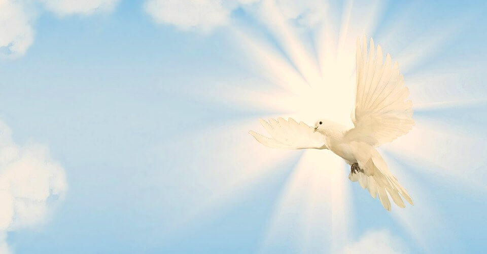 Bird Flying free